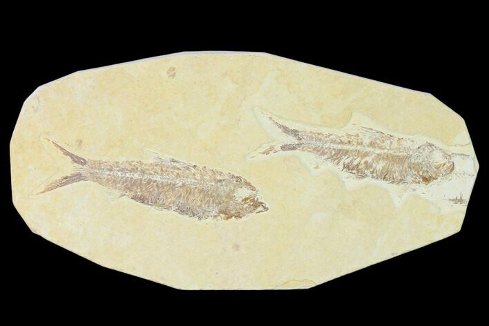 Pair of Fossil Fish (Knightia) - Wyoming #148589
